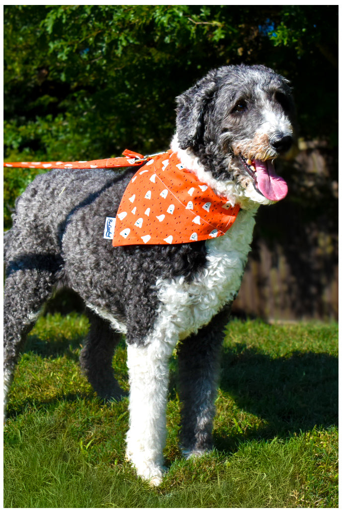 Black and white dog with orange ghost bandana