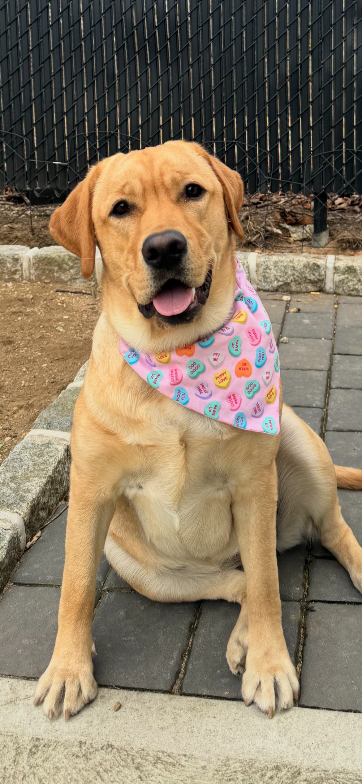 Sweetheart No Tie Bandana
