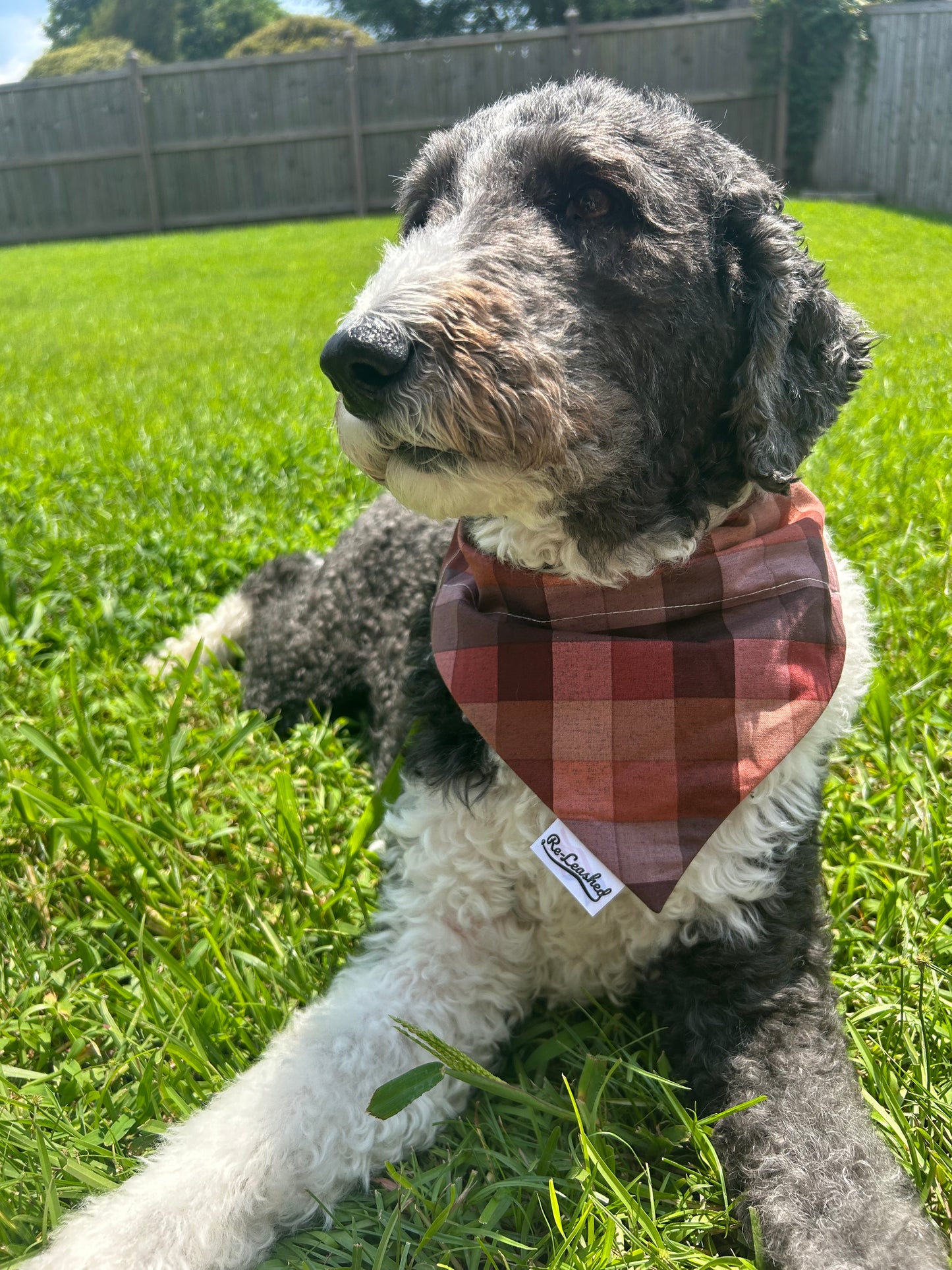 Fall plaid bandana on pup on grass