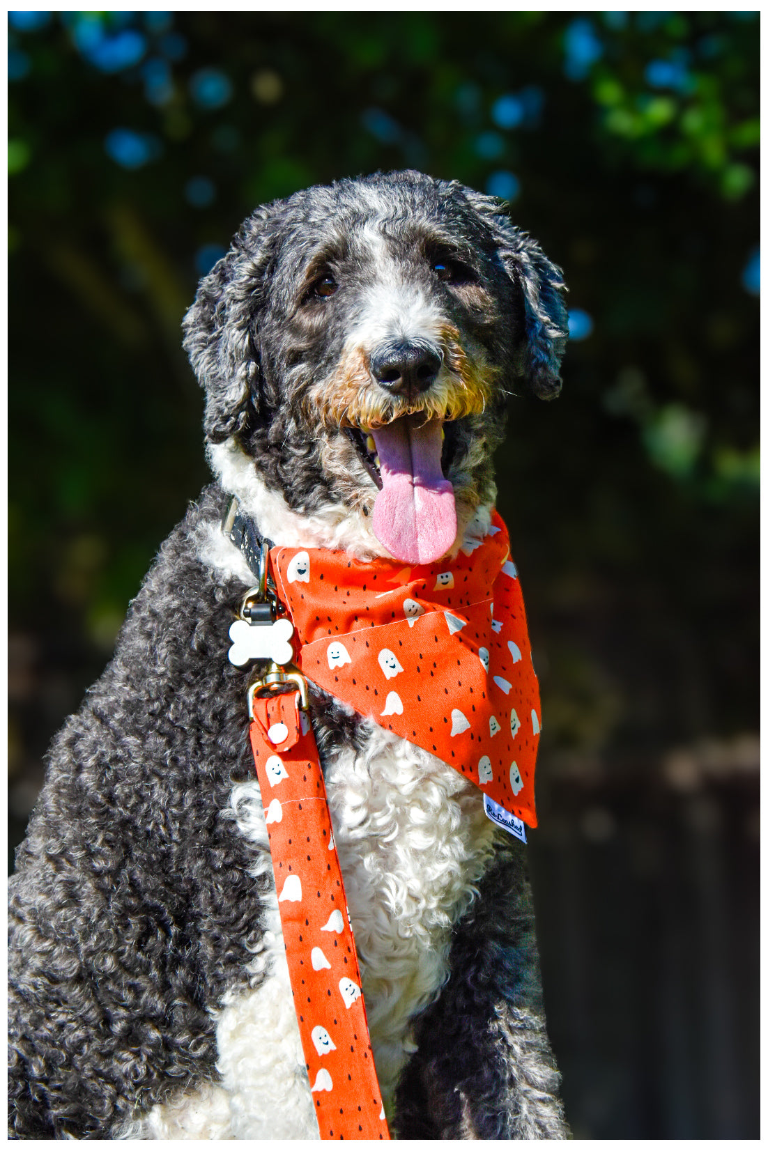 Black and white dog with orange ghost bandana and leash cover