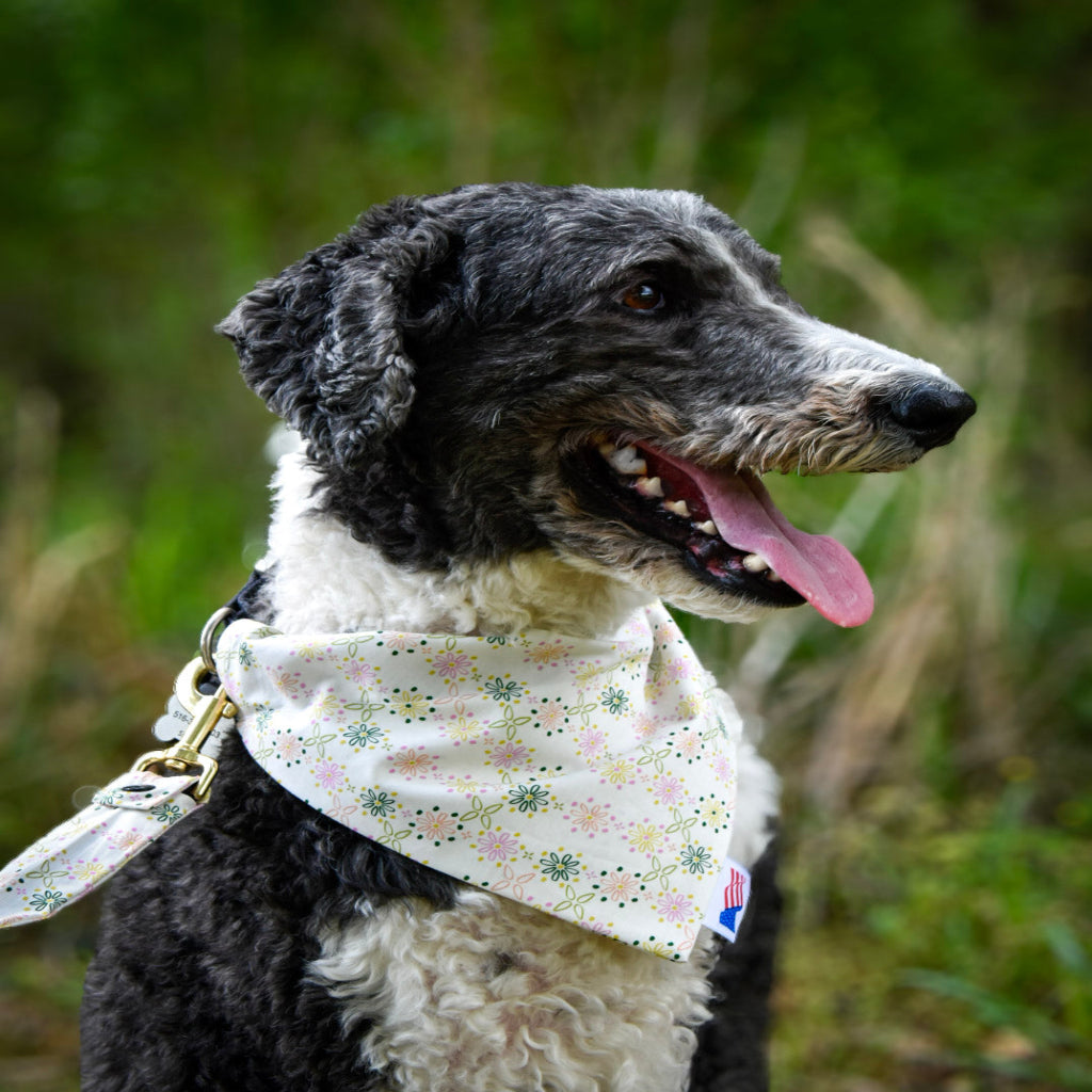 Spring bloom bandana and leash cover on black and white dog