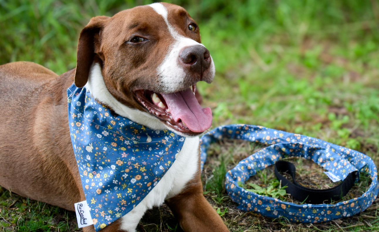 Bunny floral pet leash cover and bandana on brown dog, on grass