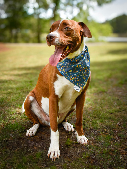 Blue floral bandana on brown/white dog
